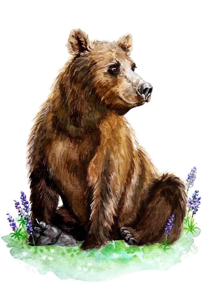 Grizzly Bear