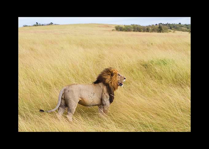 Lion