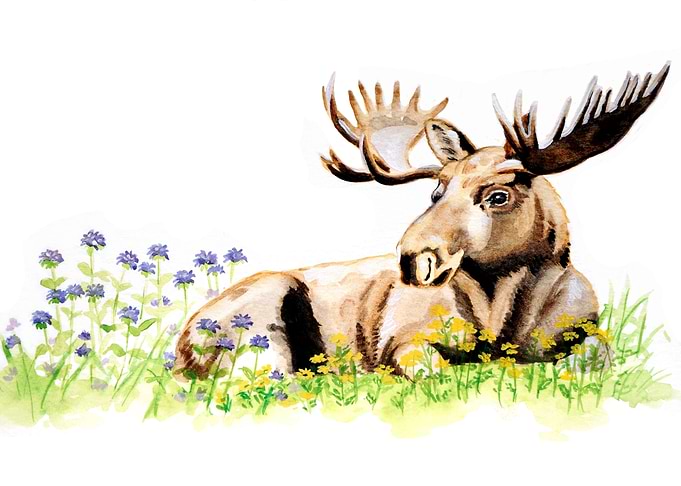 Moose