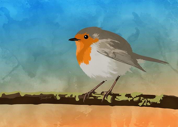 European Robin