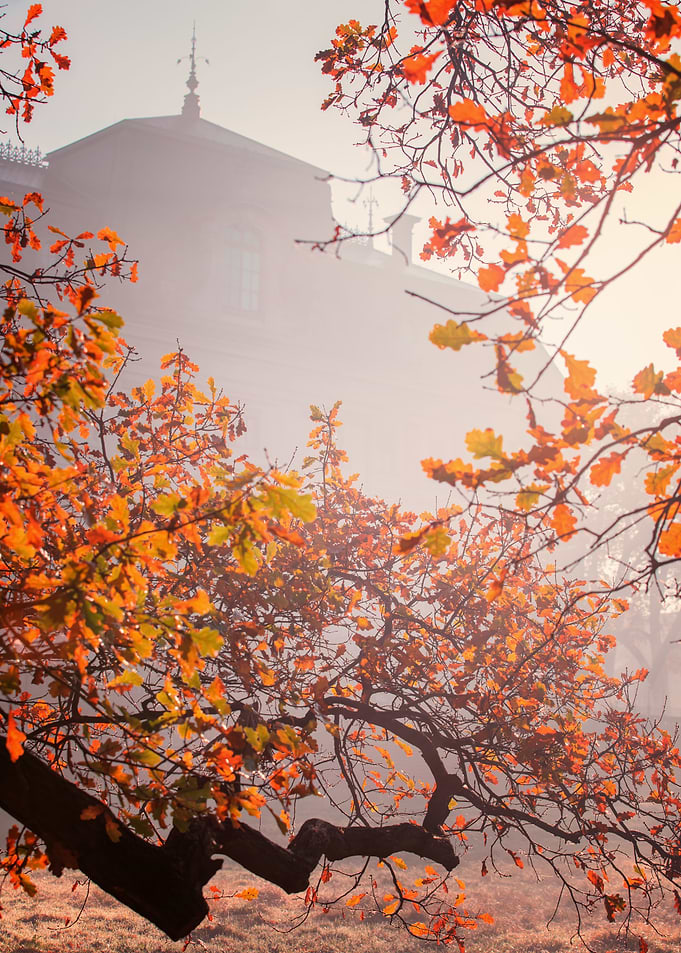Autumn misty morning, park