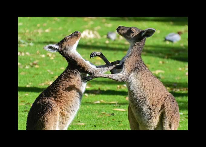 Kangaroo