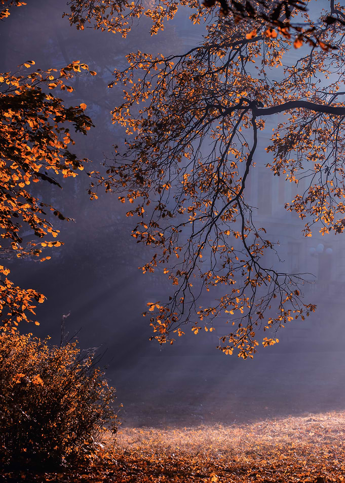 Autumn sunlight, park,tree