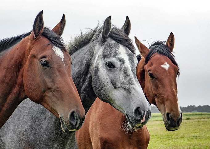 Horses at the Field