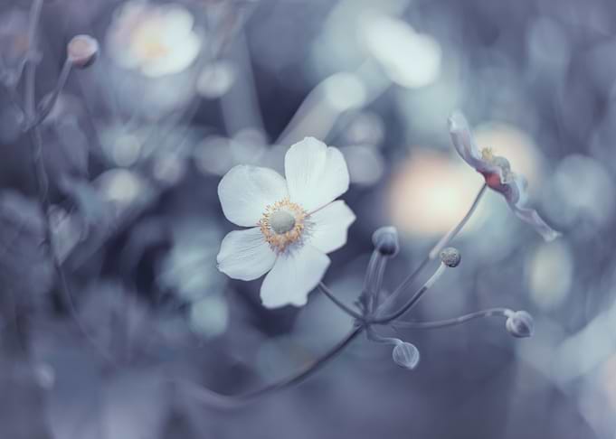 White anemone,macro flower