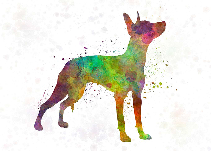 Xoloitzcuintle dog