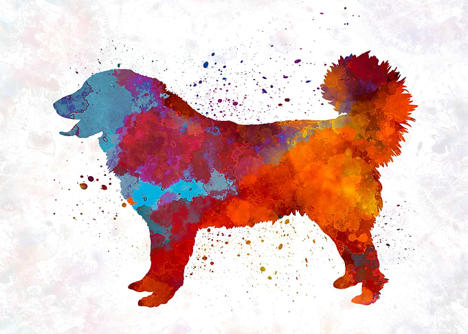 Yugoslavian Shepherd Dog