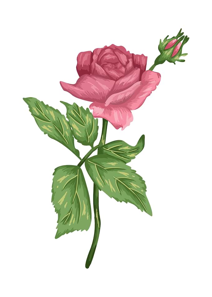 Pink Rose Botanical Art