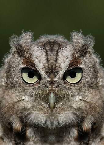 Baby screech owl
