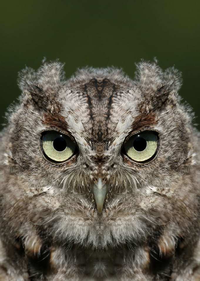 Baby screech owl