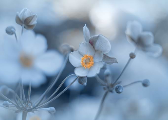 Blue summer anemone, macro
