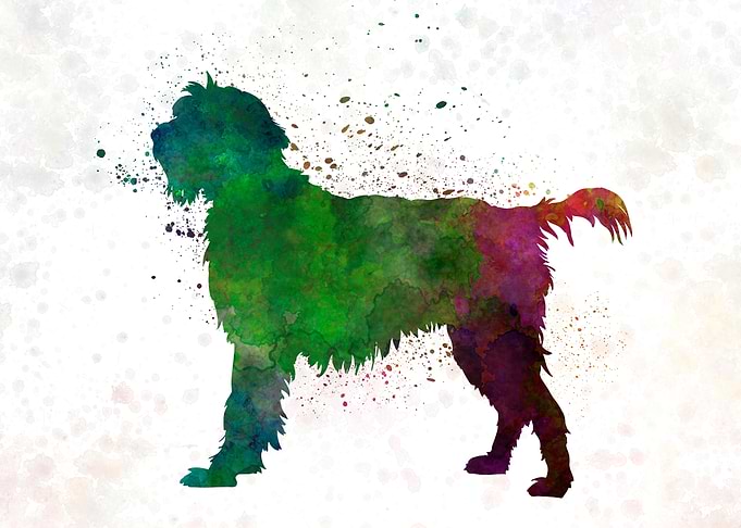 Wirehaired Pointing dog