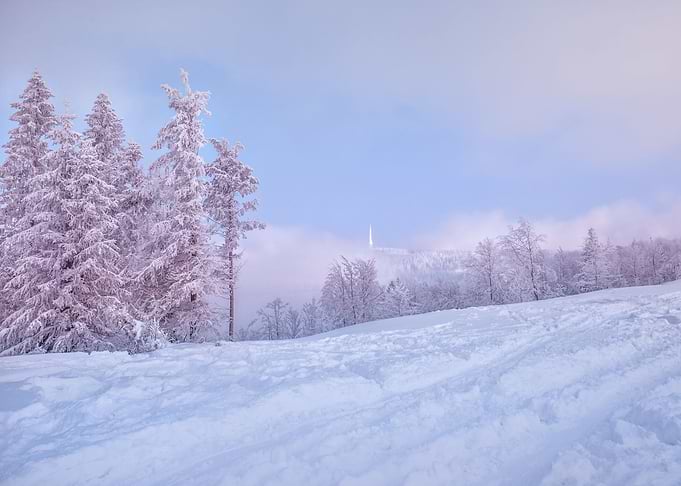 Winter trees in mountains