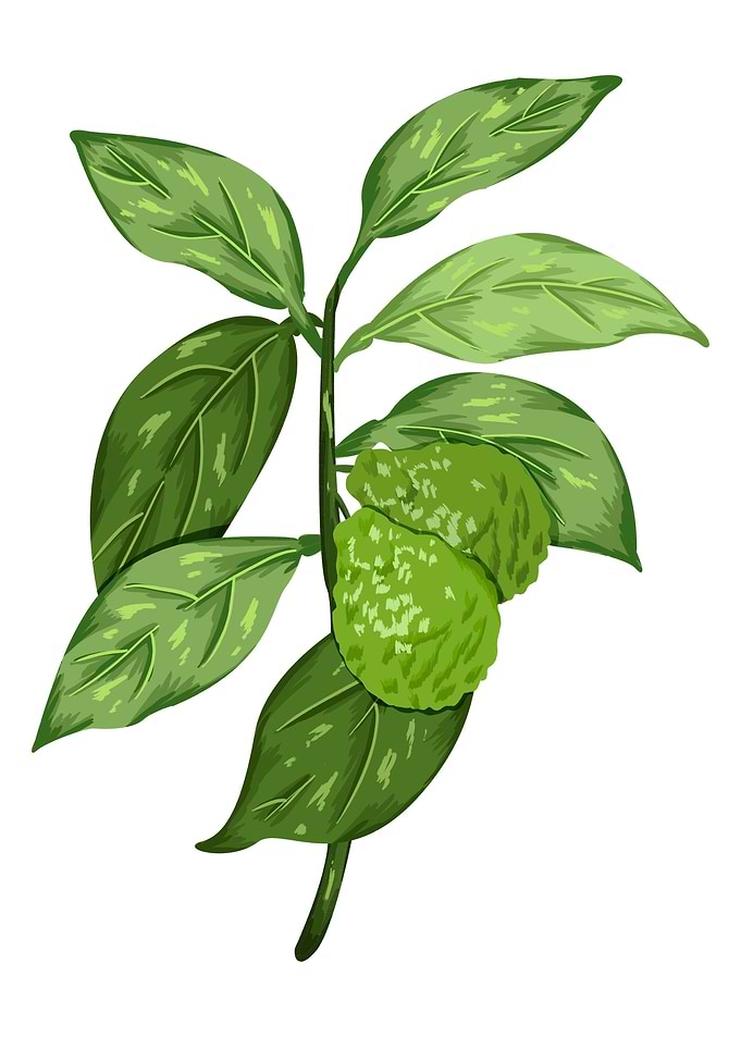 Calabrian Bergamot