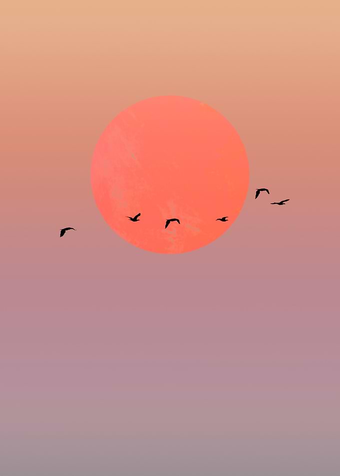 Birds fly in sunset