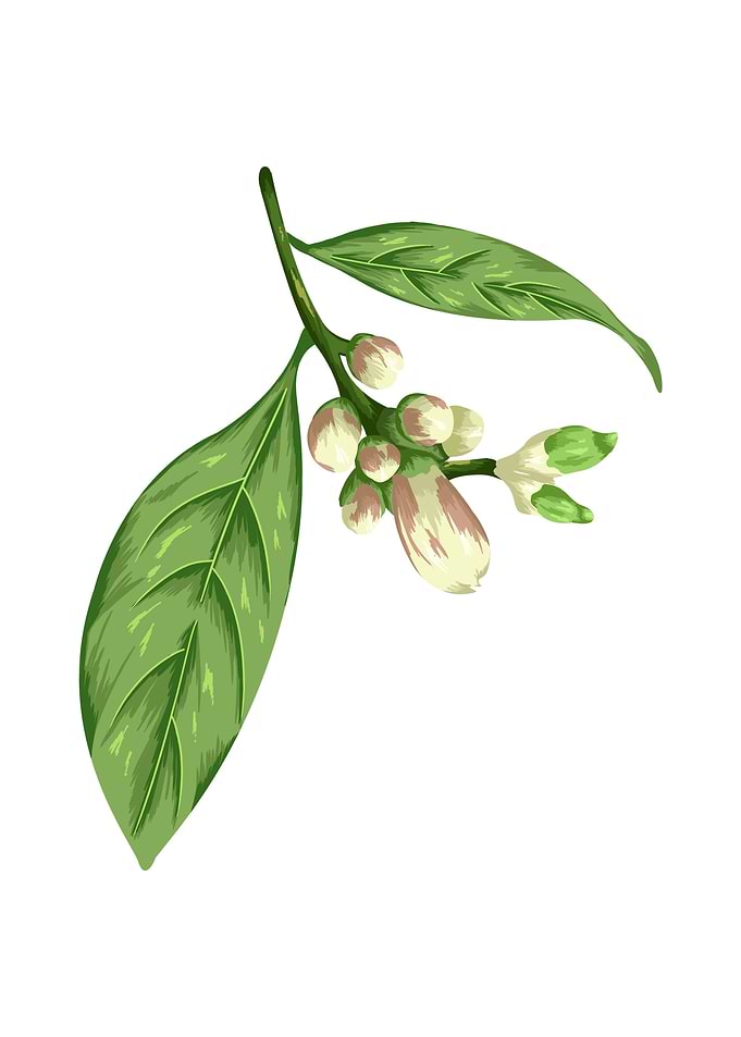 Lemon Buds Botanical Art