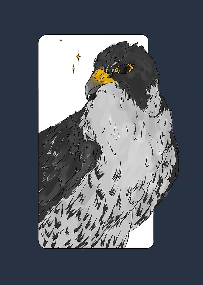 Peregrine