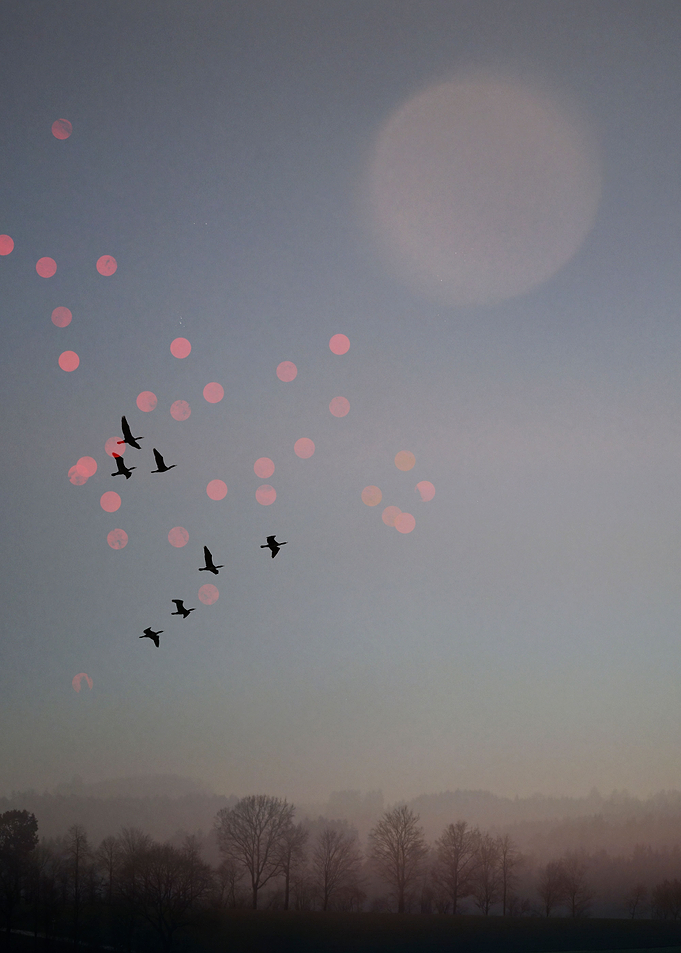 Birds fly in winter sky