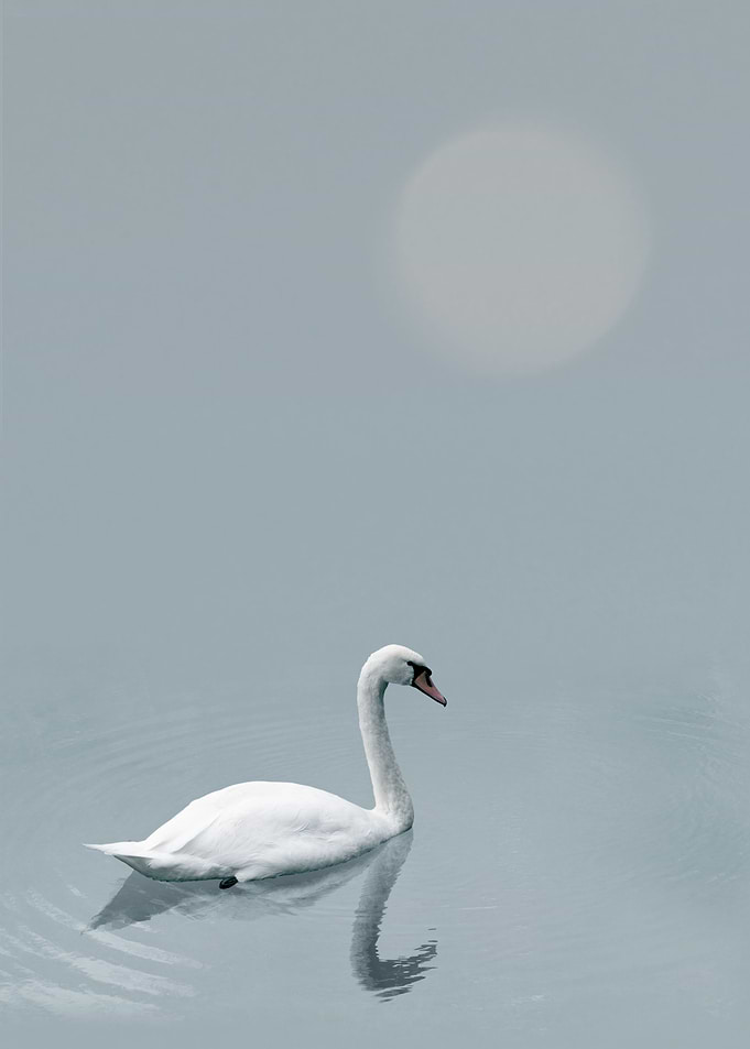Swan on misty lake