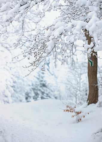 Winter trees in mountains