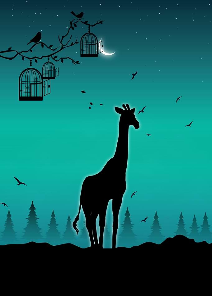 Giraffes