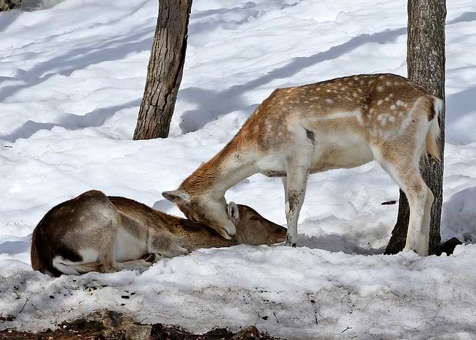 Wake up my deer