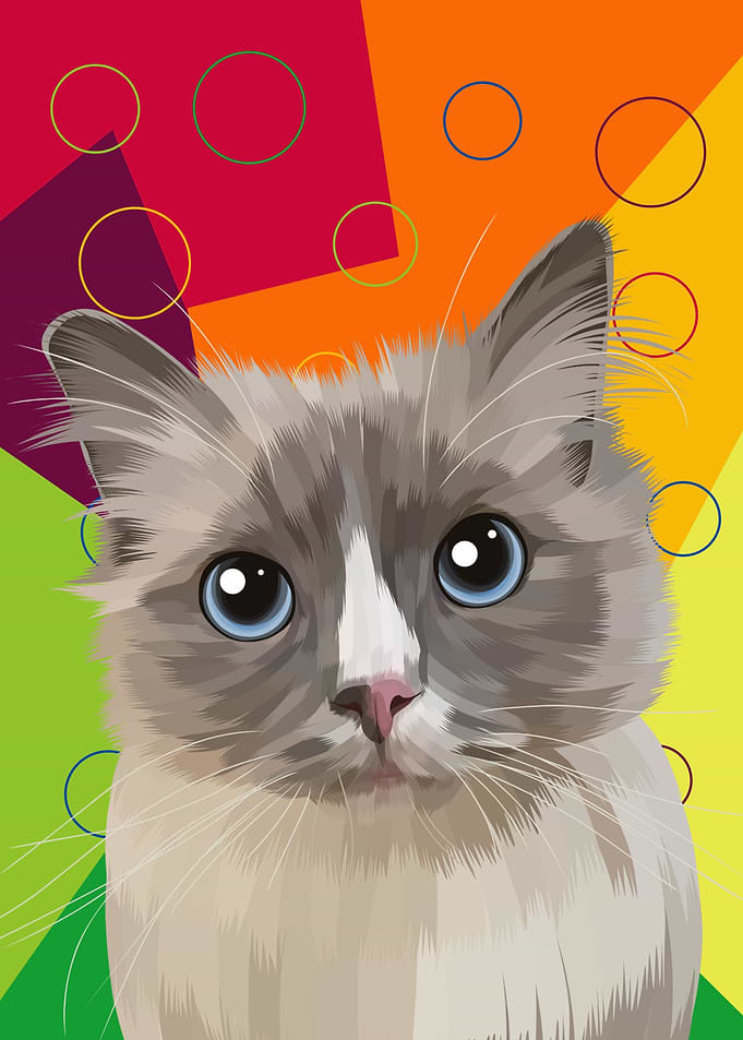 pet cat animal