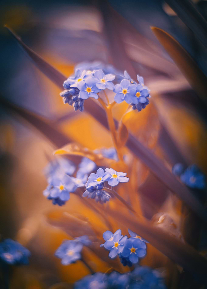Little purple flower,macro