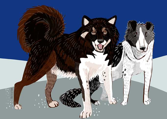 Sahalin Husky Dogs