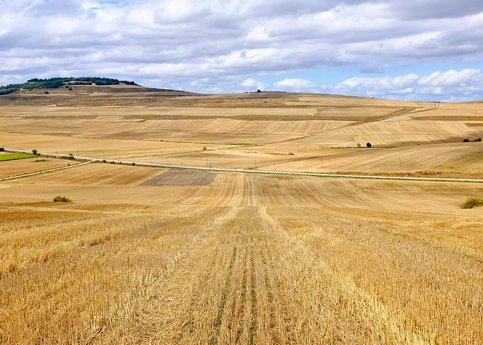 Wheat fields