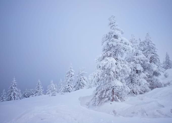 Winter trees in mountains