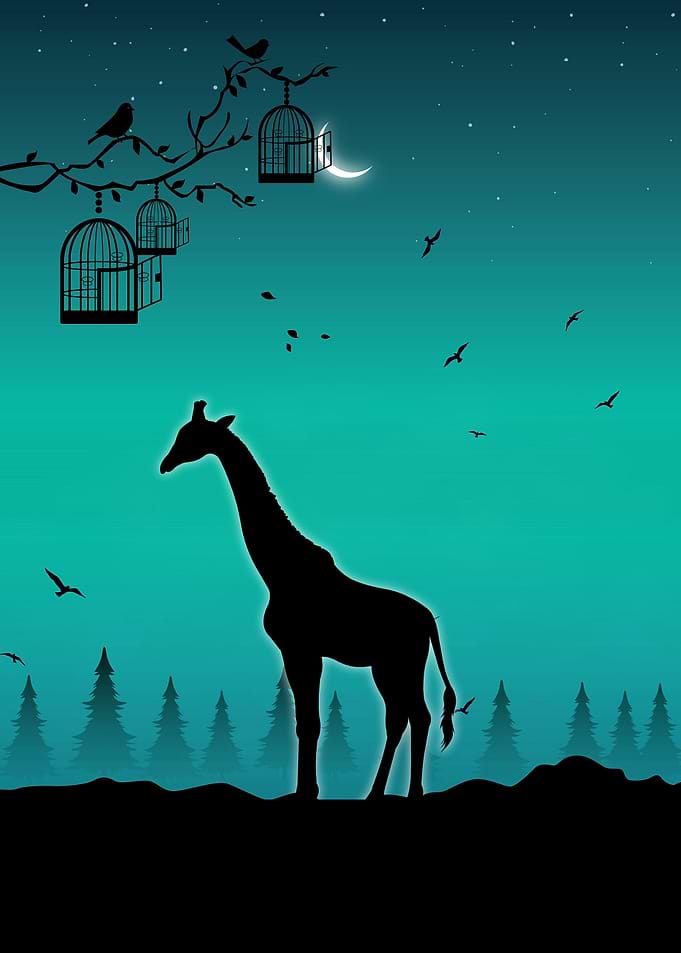 Giraffes