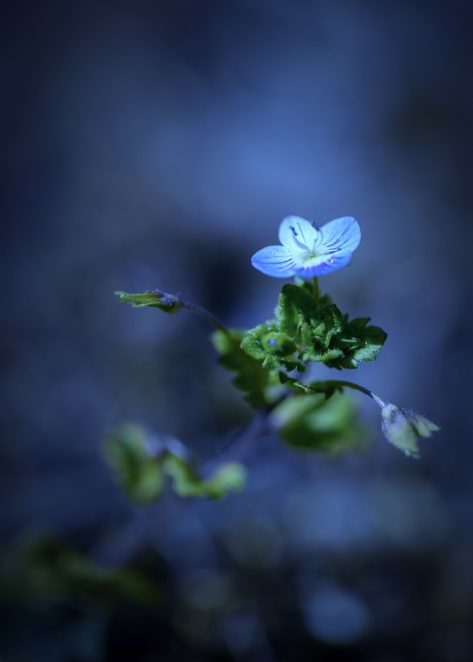 Little blue flower, macro