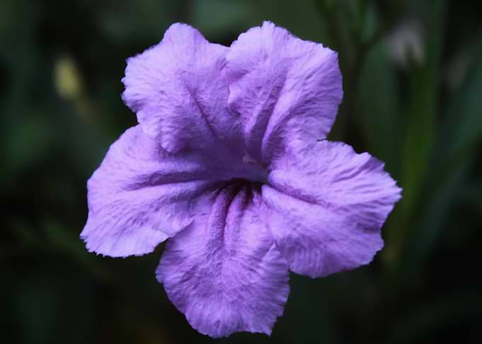 Purple Flowers