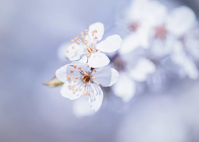 Cherry blossom, trees