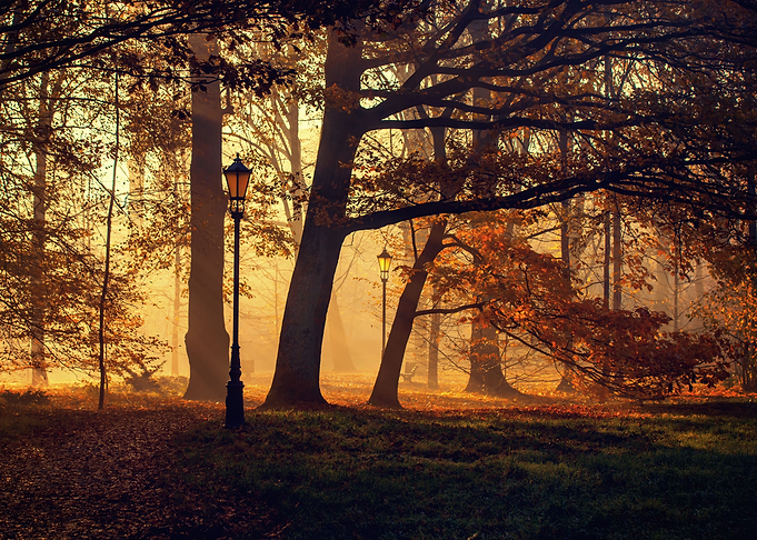 Autumn sunlight, park,tree