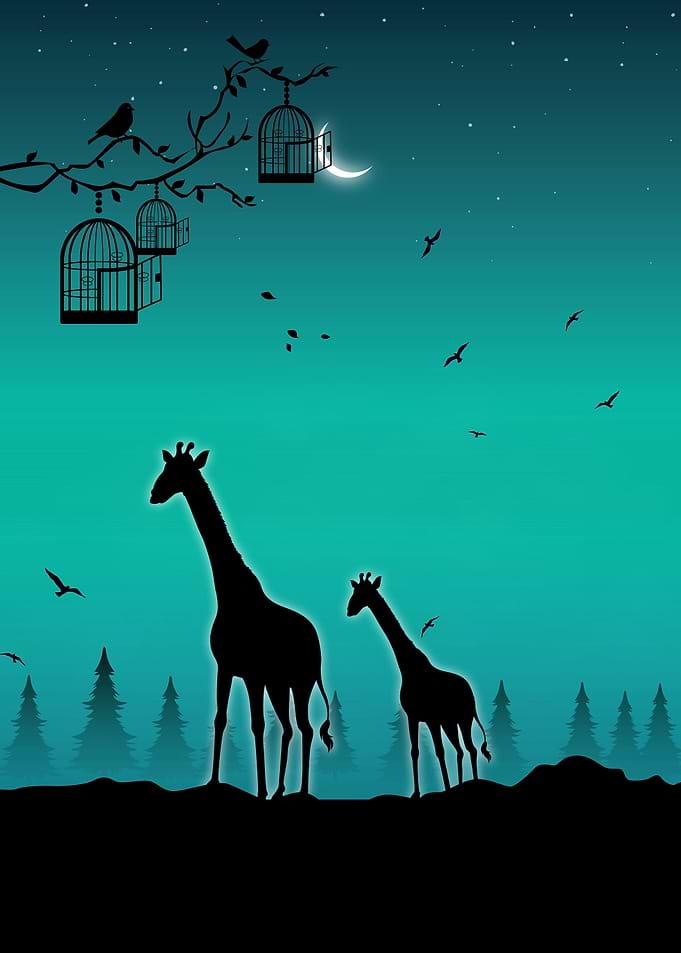 Giraffes