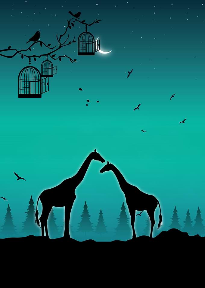 Giraffes