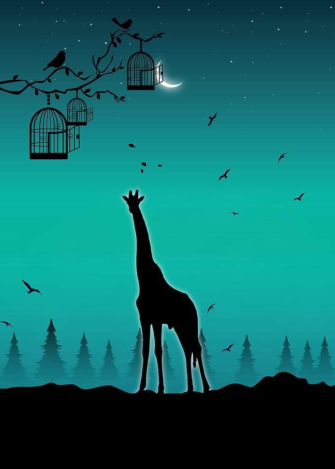 Giraffes
