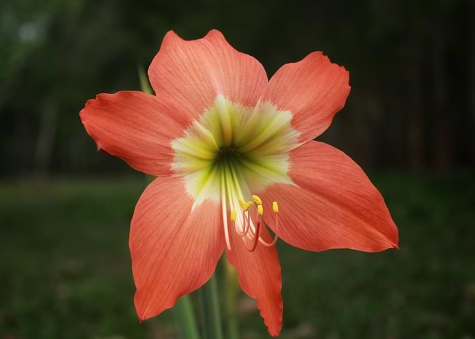 Orange Flowers