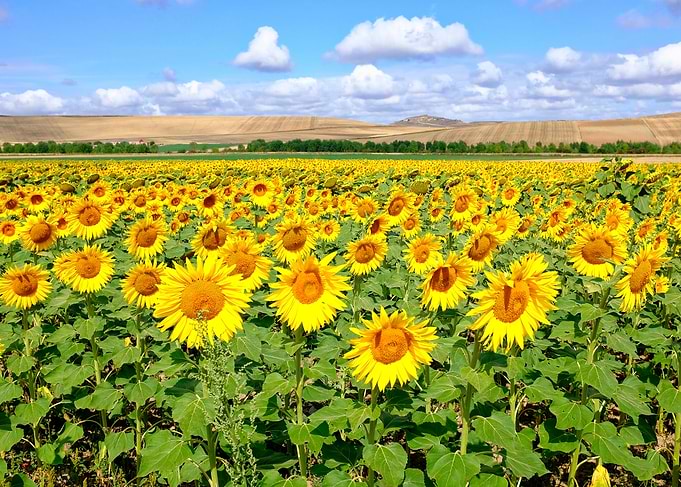 Sunflower field