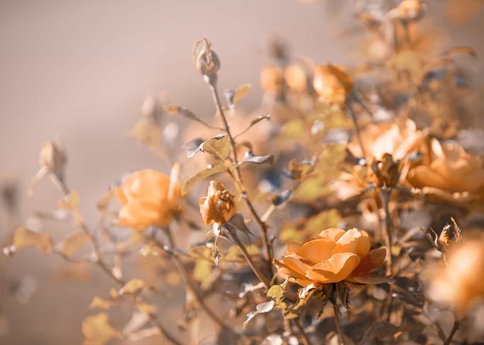 Delicate roses, garden