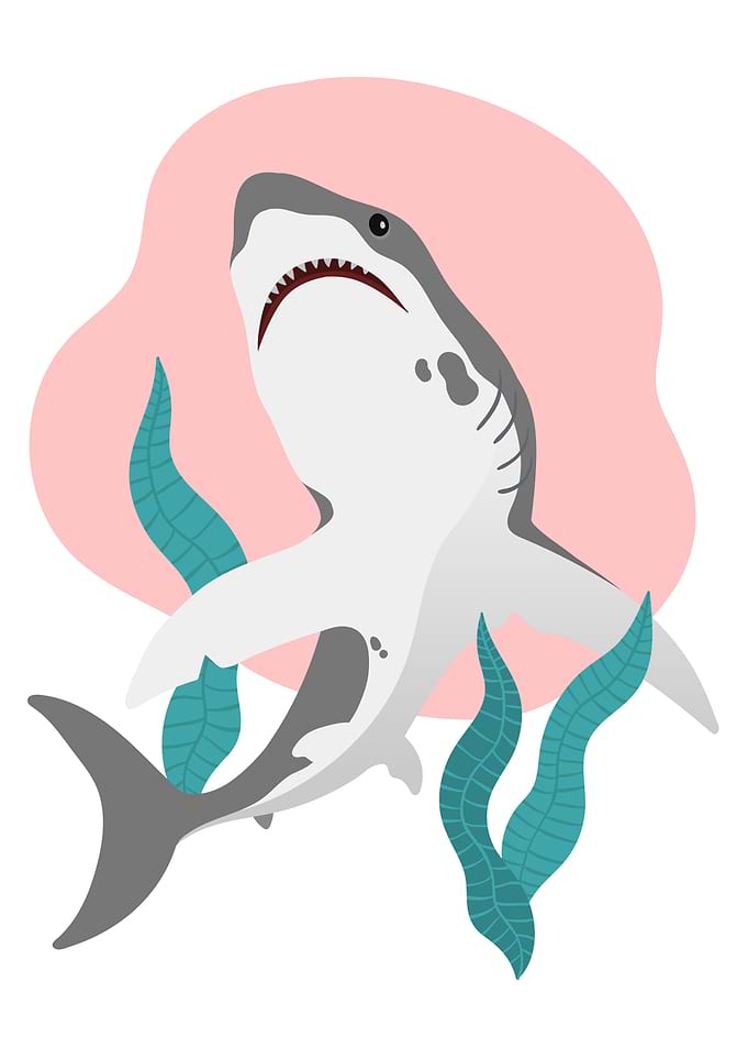 Cute Funny Shark poster