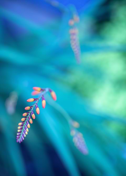 Crocosmia flowers, macro