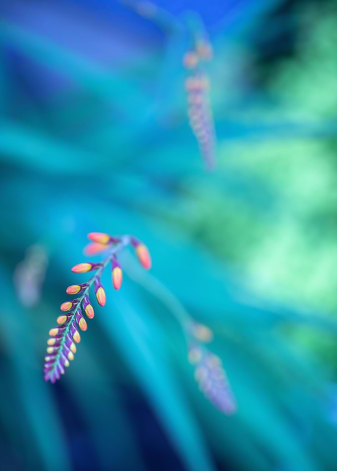 Crocosmia flowers, macro