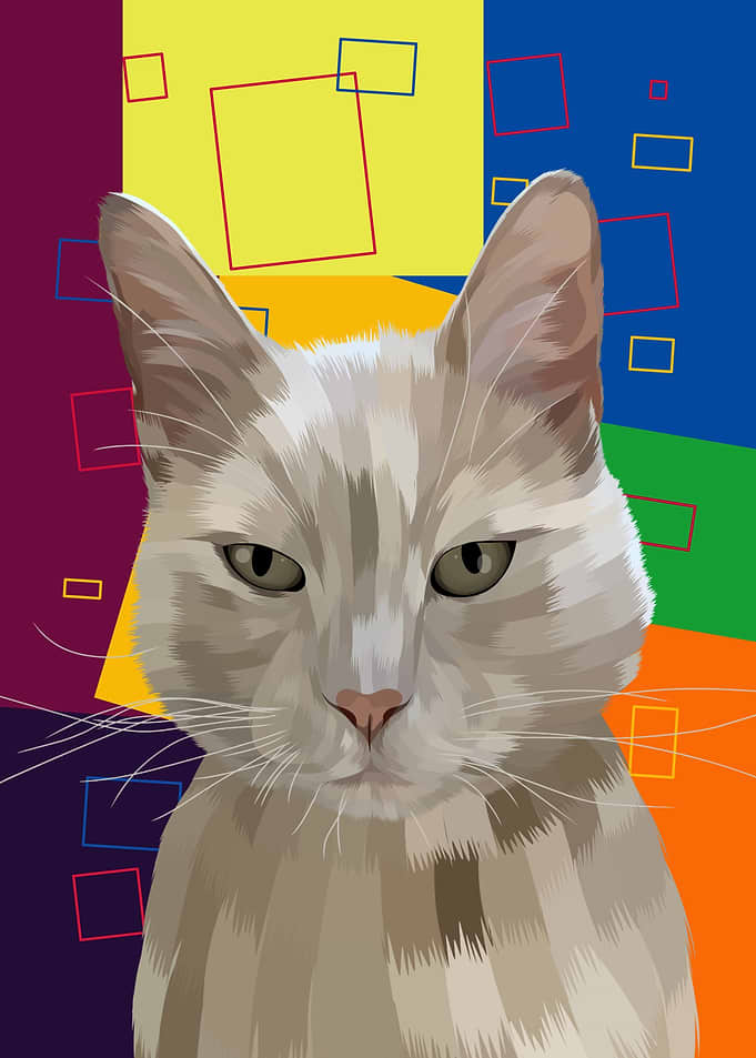 a cat pet