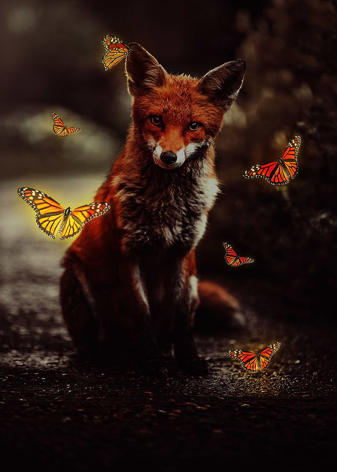 Fox in the forest
