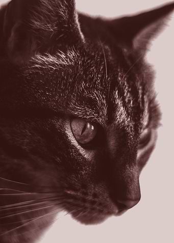 Black Cats Are You Pooping