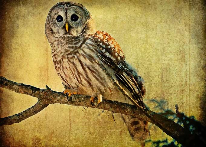 Barred owl beauty