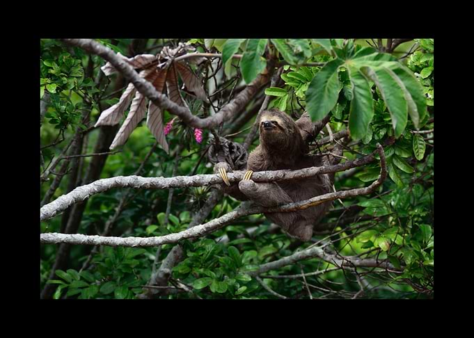Sloth